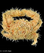 Image result for Actumnus squamosus. Size: 155 x 185. Source: www.crustaceology.com