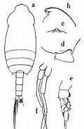 Image result for Chiridius poppei Onderklasse. Size: 113 x 185. Source: copepodes.obs-banyuls.fr