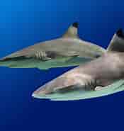 Black Tip Fin Shark 的图像结果.大小：175 x 185。 资料来源：www.aquarium.com.mt