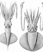 Image result for Cycloteuthissirventi Orden. Size: 153 x 185. Source: tolweb.science.oregonstate.edu
