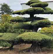 Billedresultat for World Dansk Hus og Hjem Haver Planter bonsai. størrelse: 182 x 185. Kilde: www.haveoglandskab.dk