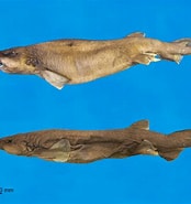 Afbeeldingsresultaten voor Bythaelurus hispidus Familie. Grootte: 174 x 185. Bron: shark-references.com