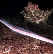 Image result for Gouania willdenowi habitat. Size: 182 x 185. Source: adriaticnature.com