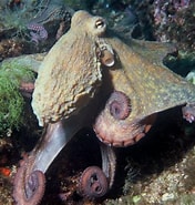 Image result for "octobranchus Floriceps". Size: 176 x 185. Source: en.wikipedia.org