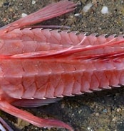 Image result for Peristedion. Size: 174 x 185. Source: www.biodiversidadvirtual.org