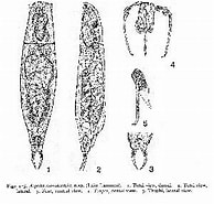 Image result for "harcledo Curvidactyla". Size: 194 x 185. Source: www.rotifera.hausdernatur.at