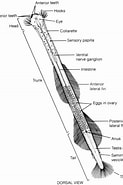 Afbeeldingsresultaten voor "sagitta Tasmanica". Grootte: 123 x 185. Bron: www.gwu.edu