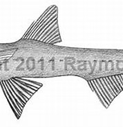 Image result for "bathytyphlops Sewelli". Size: 178 x 121. Source: watlfish.com