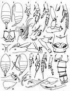 Afbeeldingsresultaten voor Diaixis. Grootte: 143 x 185. Bron: copepodes.obs-banyuls.fr