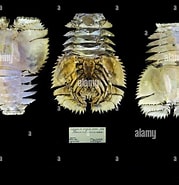 Afbeeldingsresultaten voor Ibacus ciliatus Orde. Grootte: 179 x 185. Bron: www.alamyimages.fr