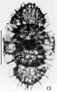 Image result for "didymocyrtis Tetrathalamus". Size: 115 x 185. Source: www.radiolaria.org