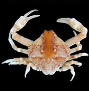 Image result for "ebalia Cranchii". Size: 182 x 181. Source: www.crabdatabase.info