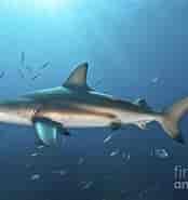 Oceanic Blacktip Shark 的图像结果.大小：174 x 185。 资料来源：fineartamerica.com