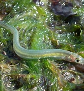 Image result for "hyperoplus Immaculatus". Size: 171 x 185. Source: www.inaturalist.org