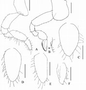 Afbeeldingsresultaten voor "pseudorchestoidea Brito". Grootte: 178 x 185. Bron: www.researchgate.net