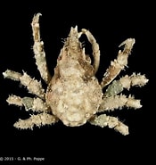 Image result for "tylocarcinus Sinensis". Size: 175 x 185. Source: www.crustaceology.com
