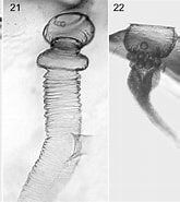 Afbeeldingsresultaten voor "Protocystis Bicornuta". Grootte: 165 x 185. Bron: www.researchgate.net