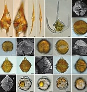 Afbeeldingsresultaten voor Dinophysiales. Grootte: 175 x 185. Bron: www.researchgate.net