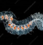 Afbeeldingsresultaten voor Pyrosome Distributie. Grootte: 176 x 185. Bron: www.sciencephoto.com