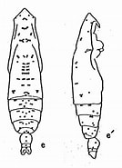 Image result for "subeucalanus Subtenuis". Size: 134 x 185. Source: copepodes.obs-banyuls.fr