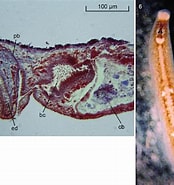 Afbeeldingsresultaten voor "paucumara Trigonocephala". Grootte: 174 x 185. Bron: www.researchgate.net