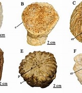 Image result for Trochocyathus Onderklasse. Size: 163 x 185. Source: www.researchgate.net