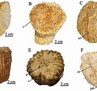 Afbeeldingsresultaten voor Trochocyathus Klasse. Grootte: 196 x 185. Bron: www.researchgate.net