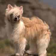 Billedresultat for World Dansk Fritid Husdyr hunde Racer Selskabshunde Chinese Crested - powder puff. størrelse: 186 x 185. Kilde: www.dogdwell.com