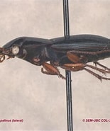 Image result for Solenofilomorphidae. Size: 155 x 185. Source: www.zoology.ubc.ca