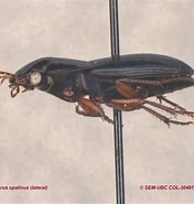 Image result for Solenofilomorphidae. Size: 176 x 185. Source: www.zoology.ubc.ca