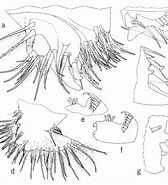 Afbeeldingsresultaten voor "philomedes Brenda". Grootte: 168 x 185. Bron: www.semanticscholar.org