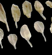 Image result for Teredora malleolus Familie. Size: 176 x 185. Source: www.aphotomarine.com