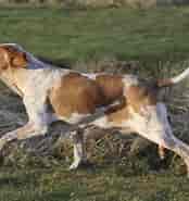 Billedresultat for World Dansk Fritid Husdyr hunde racer stående Jagthunde Bracco Italiano. størrelse: 174 x 185. Kilde: www.dkk.dk