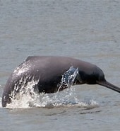Image result for Ganges River Dolphin Symbiotic Relationship. Size: 170 x 185. Source: www.fisheries.noaa.gov