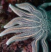 Image result for Stichasteridae Superorde. Size: 180 x 185. Source: reeflifesurvey.com