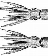 Afbeeldingsresultaten voor Neoteuthidae. Grootte: 161 x 180. Bron: wwww.tolweb.org