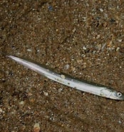 Image result for "ammodytes Tobianus". Size: 174 x 185. Source: www.marlin.ac.uk
