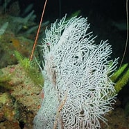 Image result for Site:marinespecies.org "Antipathes Pennacea". Size: 186 x 185. Source: www.marinespecies.org