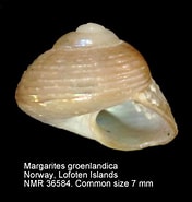 "margarites Groenlandicus" ਲਈ ਪ੍ਰਤੀਬਿੰਬ ਨਤੀਜਾ. ਆਕਾਰ: 176 x 185. ਸਰੋਤ: www.nmr-pics.nl