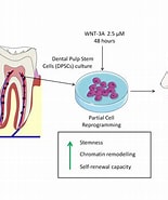 Image result for Dental Pulp Stem Cell Clusters. Size: 155 x 185. Source: www.mdpi.com