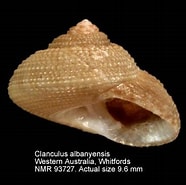 Image result for Prismatopus albanyensis. Size: 186 x 185. Source: www.marinespecies.org