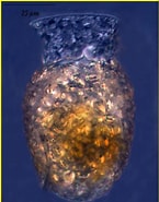 Afbeeldingsresultaten voor Codonella inflata Kofoid. Grootte: 145 x 185. Bron: www.marinespecies.org