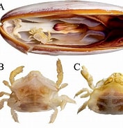 Afbeeldingsresultaten voor Pea Crab genus. Grootte: 177 x 185. Bron: www.semanticscholar.org