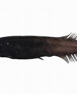 Image result for Conocara macropterum. Size: 152 x 185. Source: fishesofaustralia.net.au