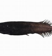 Image result for Conocara. Size: 172 x 185. Source: fishesofaustralia.net.au