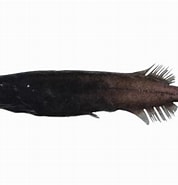 Image result for Conocara macropterum Geslacht. Size: 178 x 185. Source: fishesofaustralia.net.au