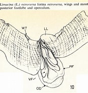 Afbeeldingsresultaten voor Limacina retroversa Anatomie. Grootte: 175 x 185. Bron: pelagics.myspecies.info