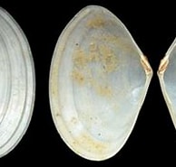 Image result for "abra Longicallus". Size: 194 x 132. Source: www.idscaro.net