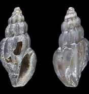 Image result for Mangelia striolata. Size: 175 x 185. Source: animalia.bio