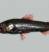 Image result for "neoscopelus Macrolepidotus". Size: 172 x 185. Source: fishesofaustralia.net.au